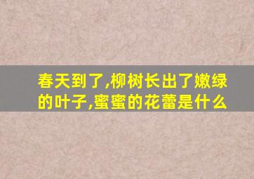 春天到了,柳树长出了嫩绿的叶子,蜜蜜的花蕾是什么